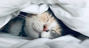 Impact du Stress sur le Sommeil : Stratégies de Gestion - Santé gourmet