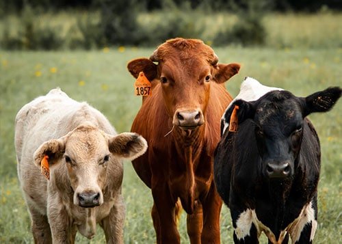 Les Différences entre le Collagène Marin et le Collagène Bovin - Santé gourmet Image